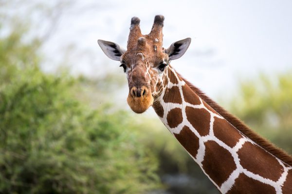 A face of a giraffe in close-up